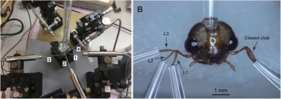 Detection of Volatile Organic Compounds by Antennal Lamellae of a Scarab Beetle